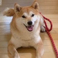 ハレちゃん