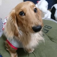 りくくん