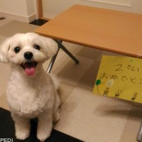 シロくん