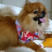 甚平くん