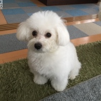 こはるちゃん