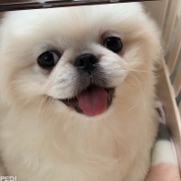 ニコくん