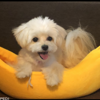 めぇぷるちゃん