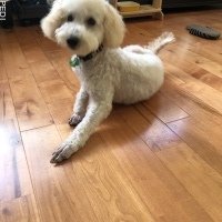 シロくん