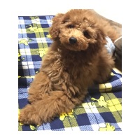 はぴくん