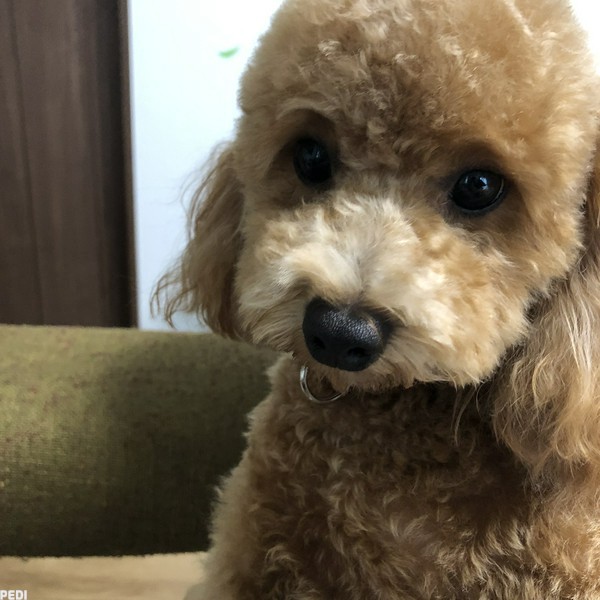 モモちゃん