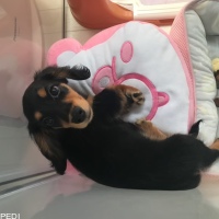 シェリくん