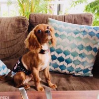 キャンディくん