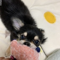 ナッツくん