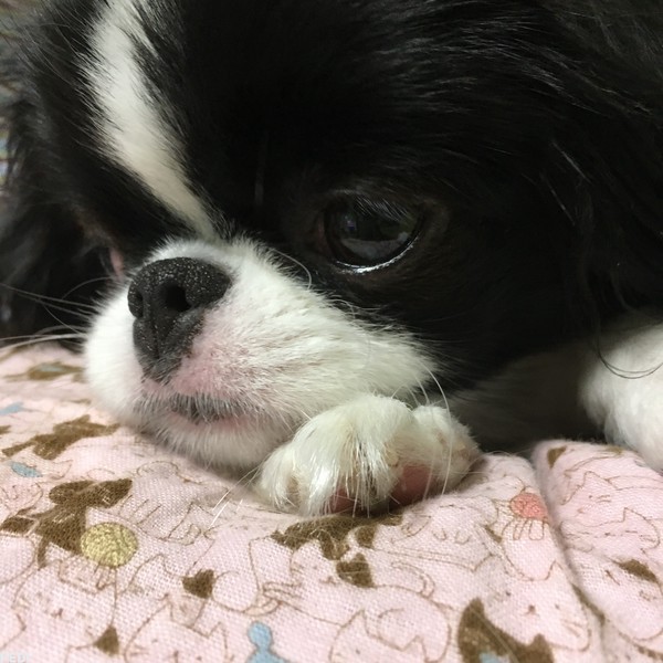 ミタマちゃん