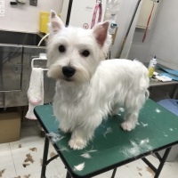 うさぎちゃん