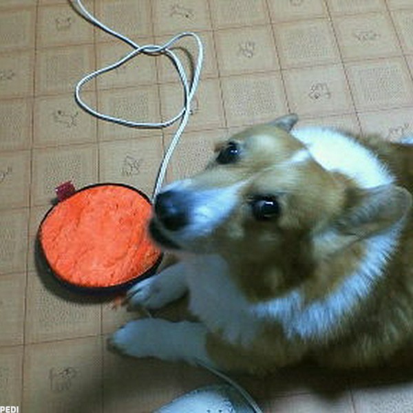 チャッピーくん