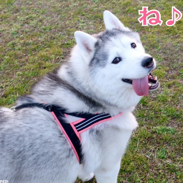 メリーちゃん