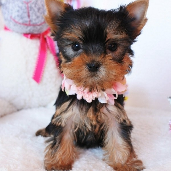 チェリーちゃん