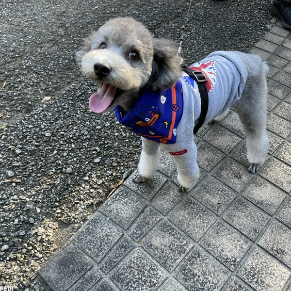 かいくん