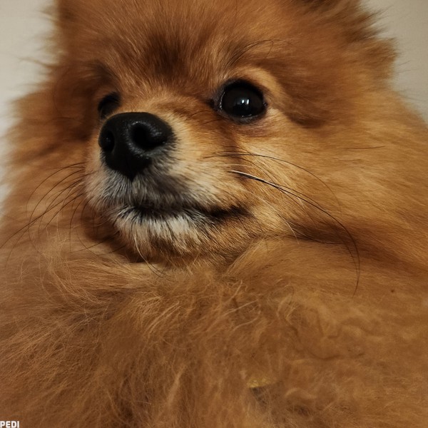 福丸くん