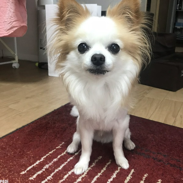 Qooくん