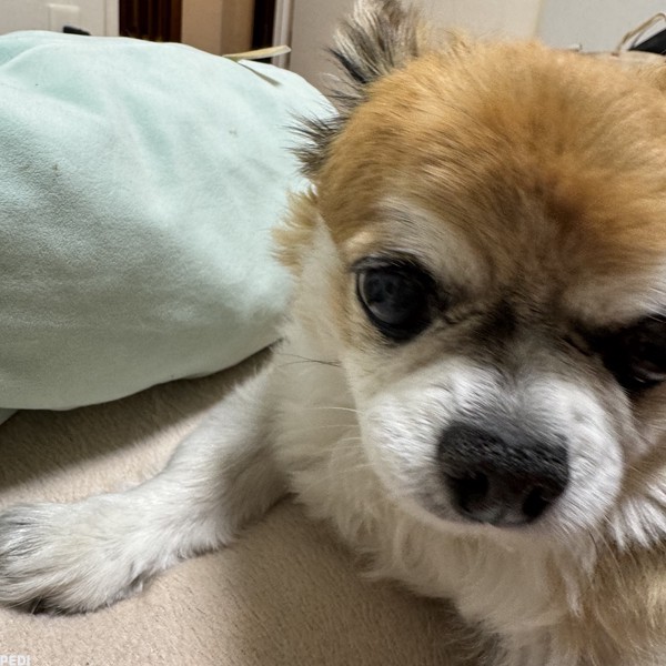 ファンタくん