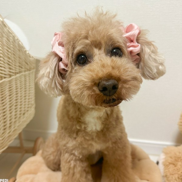 麦ちゃん