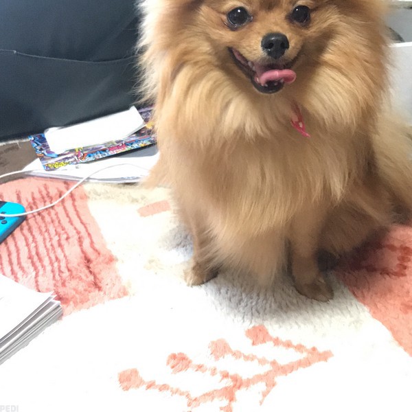 にこちゃん