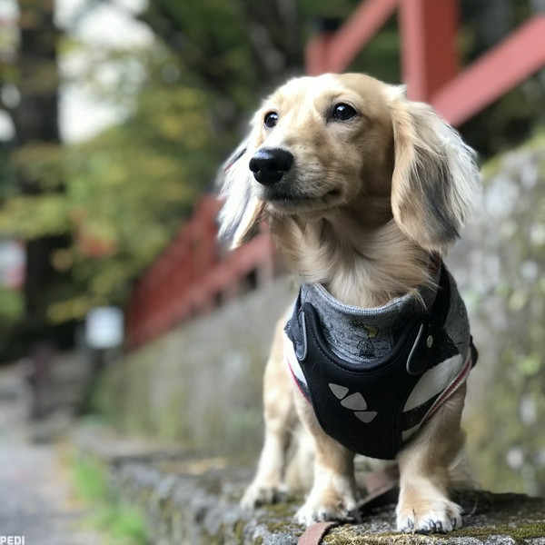 彪雅くん