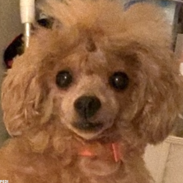 yayaちゃん