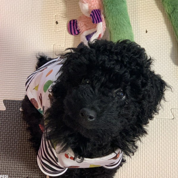 はなちゃん