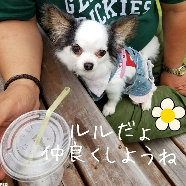ルルちゃん