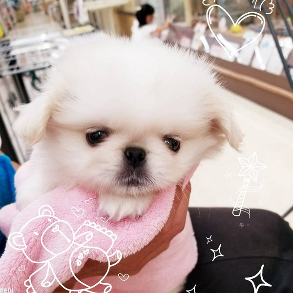 桑名のぷぅちゃん hqdefault.jpg