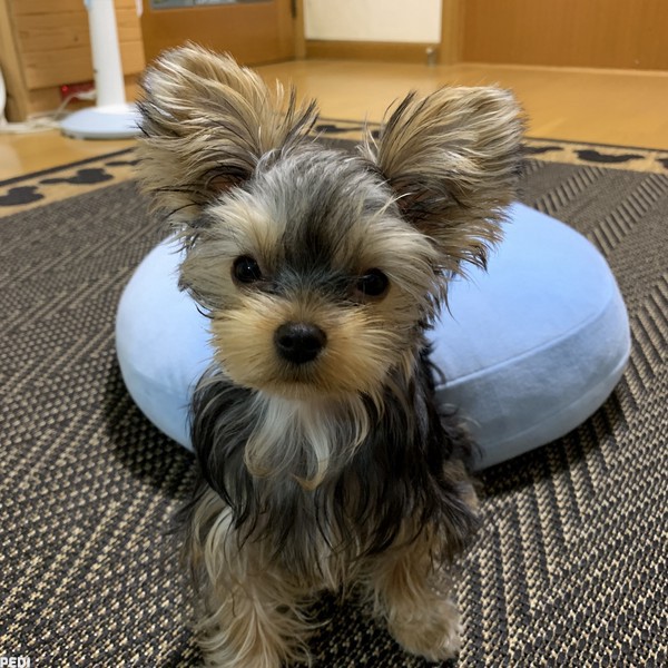 チロちゃん