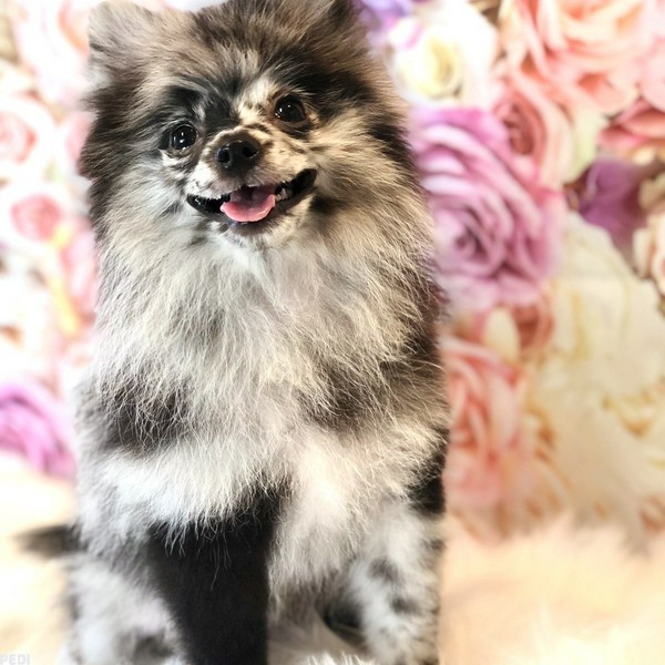 ごましおちゃん