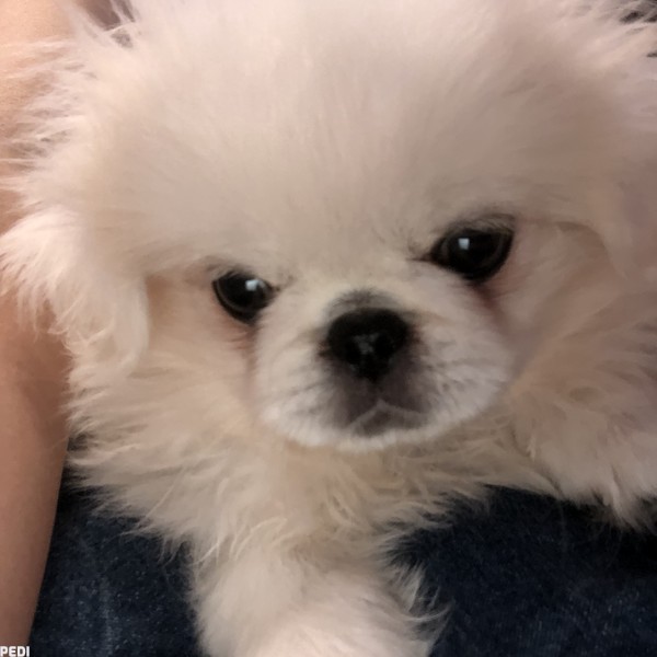 モモちゃん