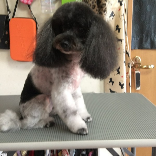 cocoちゃん