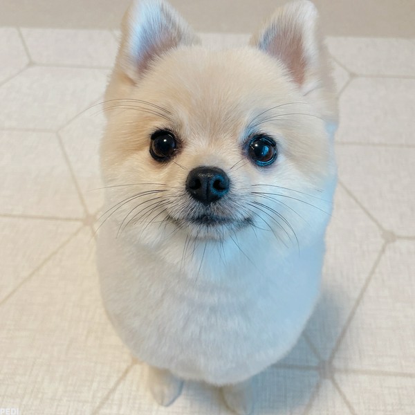 パンチくん