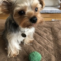 ラクくん