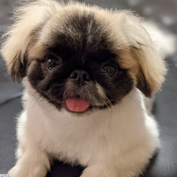 あんずちゃん