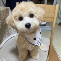 ココンちゃん