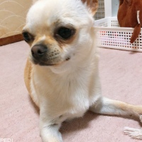 ぽんくん