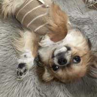 モフ介くん