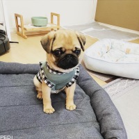 このはちゃん