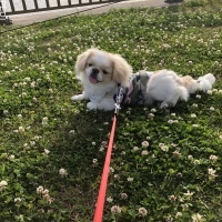 しょこちゃん