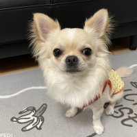 おもちくん