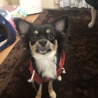 ぽんくん