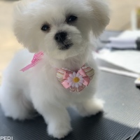 ナナちゃん