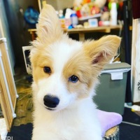 ラムネちゃん