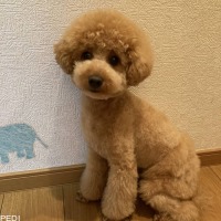 モカちゃん