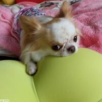とん平ちゃん