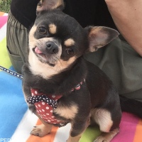 もこたくん