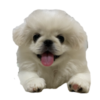 ペドロくん