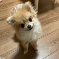 りぼんちゃん